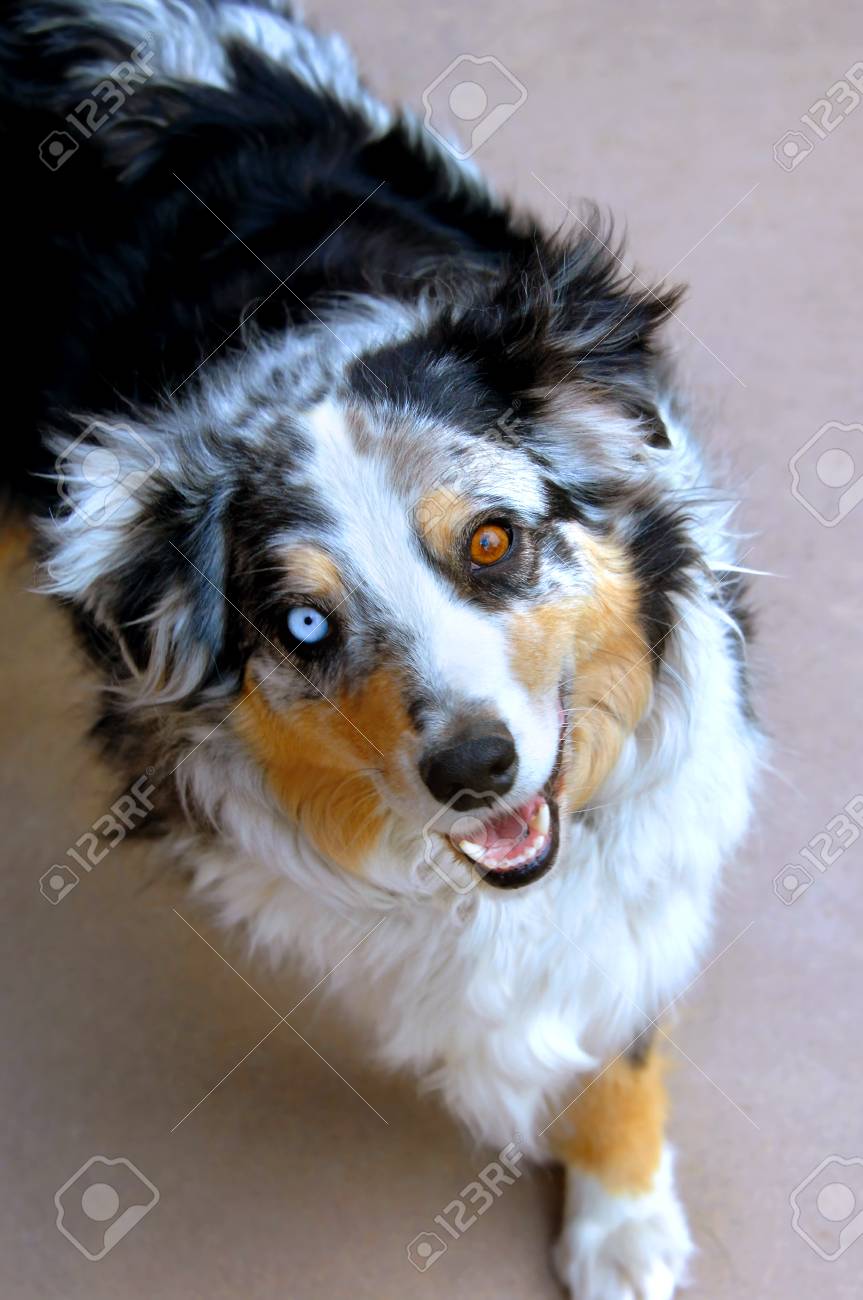 Australian Shepherd Dog Looks Up With His Two Different Colored Stock Photo Picture And Royalty Free Image Image