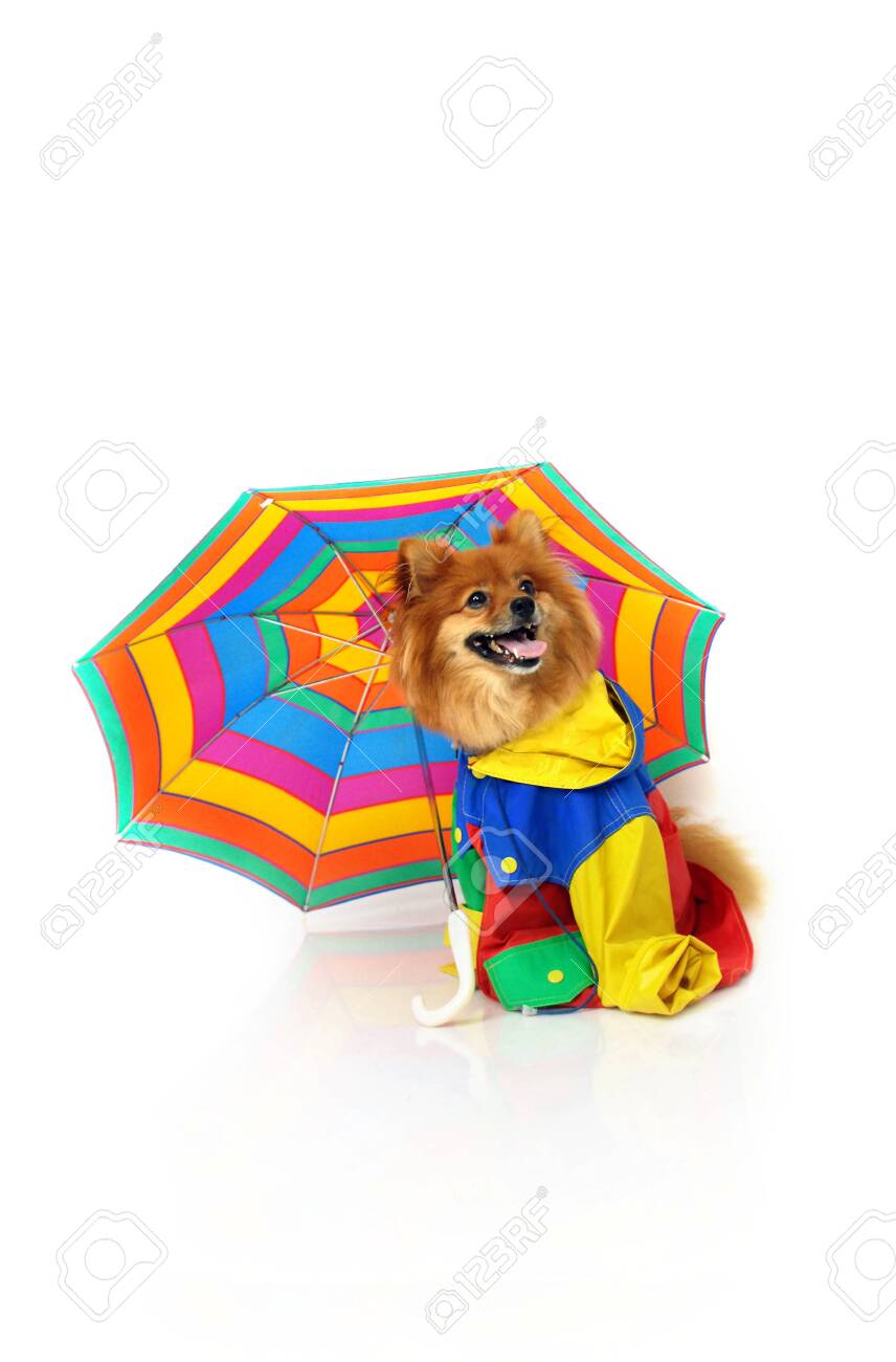 pomeranian raincoat