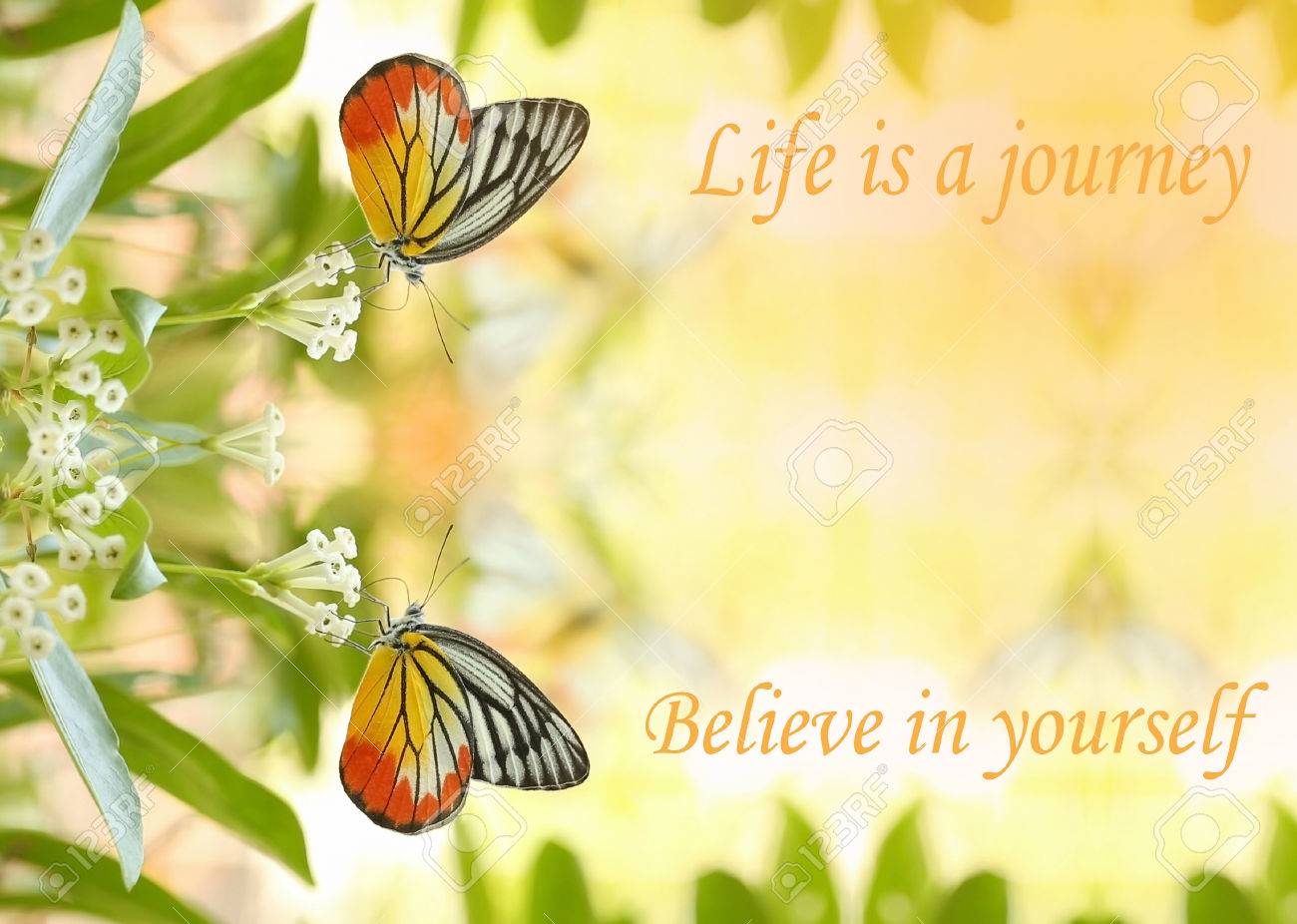 La Vie Est Un Voyage Croyez En Vous Meme Citation De Motivation Douce Reve De Jumeaux Jolie Papillon Absorbe Un Peu De Fleurs Sucrees En Journee Ensoleillee Banque D Images Et Photos Libres