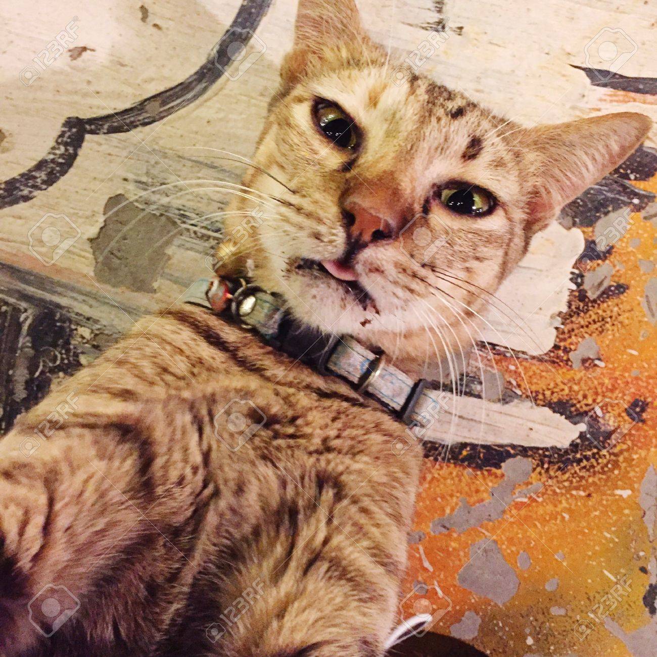 Selfie Kitty nude (16 photos), Ass, Leaked, Instagram, legs 2017 Selfie Kitty naked (55 photos), Tits, Bikini, Twitter, legs 2017