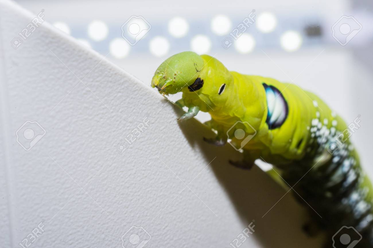 すべての美しい花の画像 無料ダウンロード虫 白い すべての美しい花の画像 無料ダウンロード虫 白い