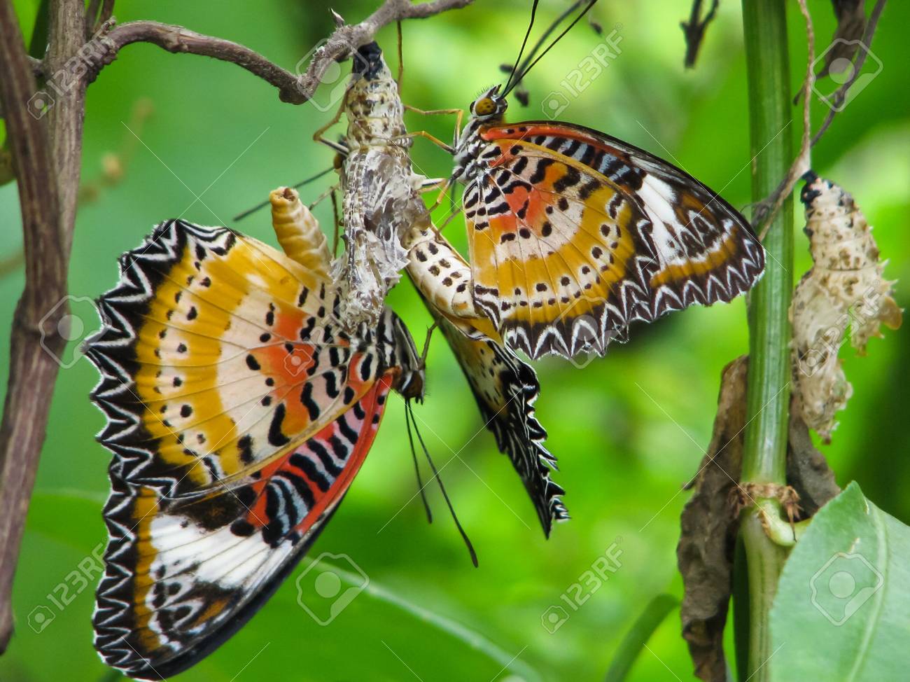 etiam-dictum-ipsum-a-felis