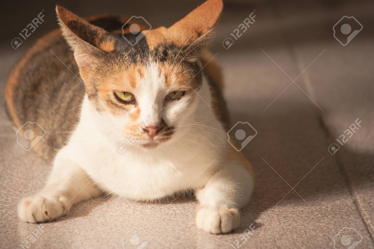 etiam-dictum-ipsum-a-felis