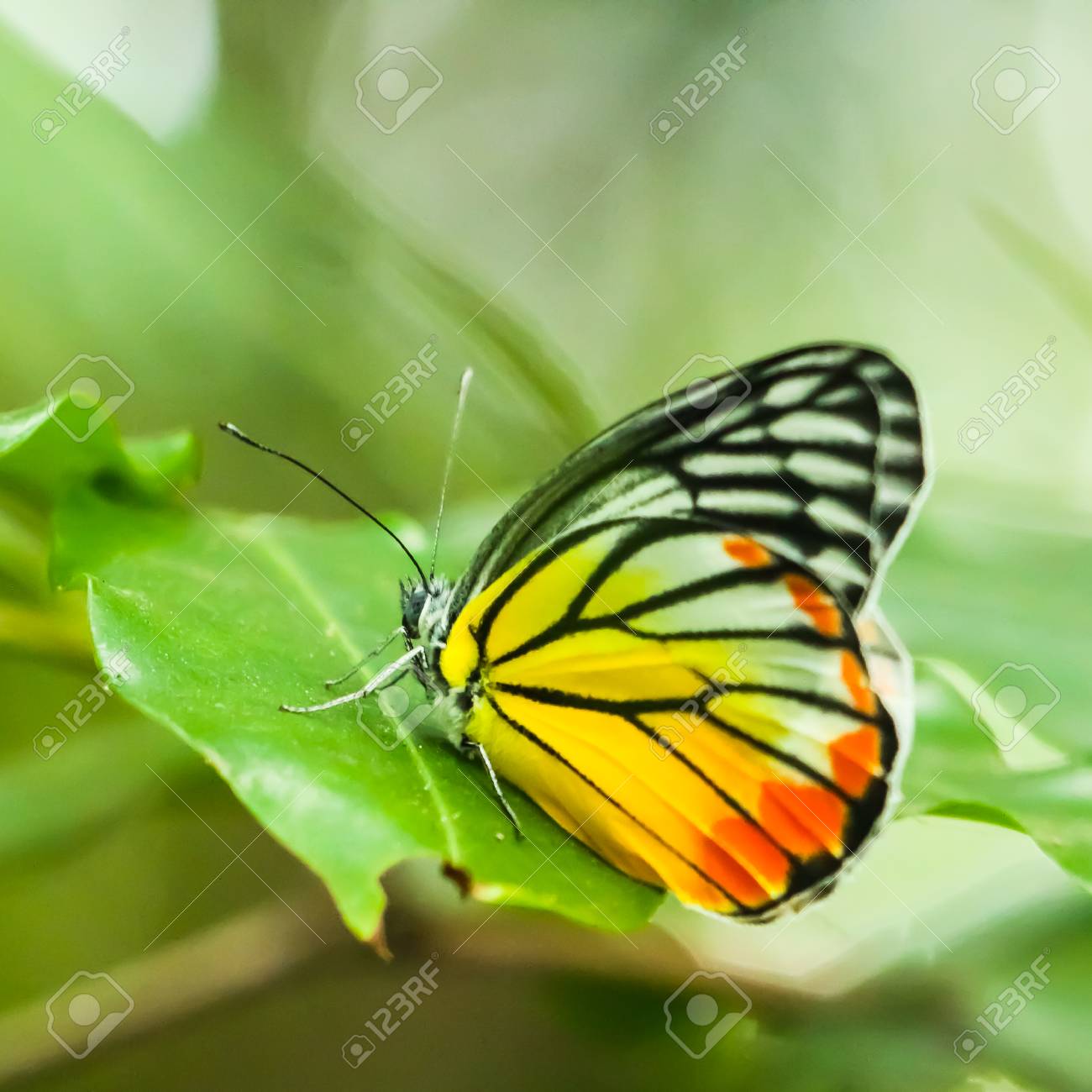 etiam-dictum-ipsum-a-felis