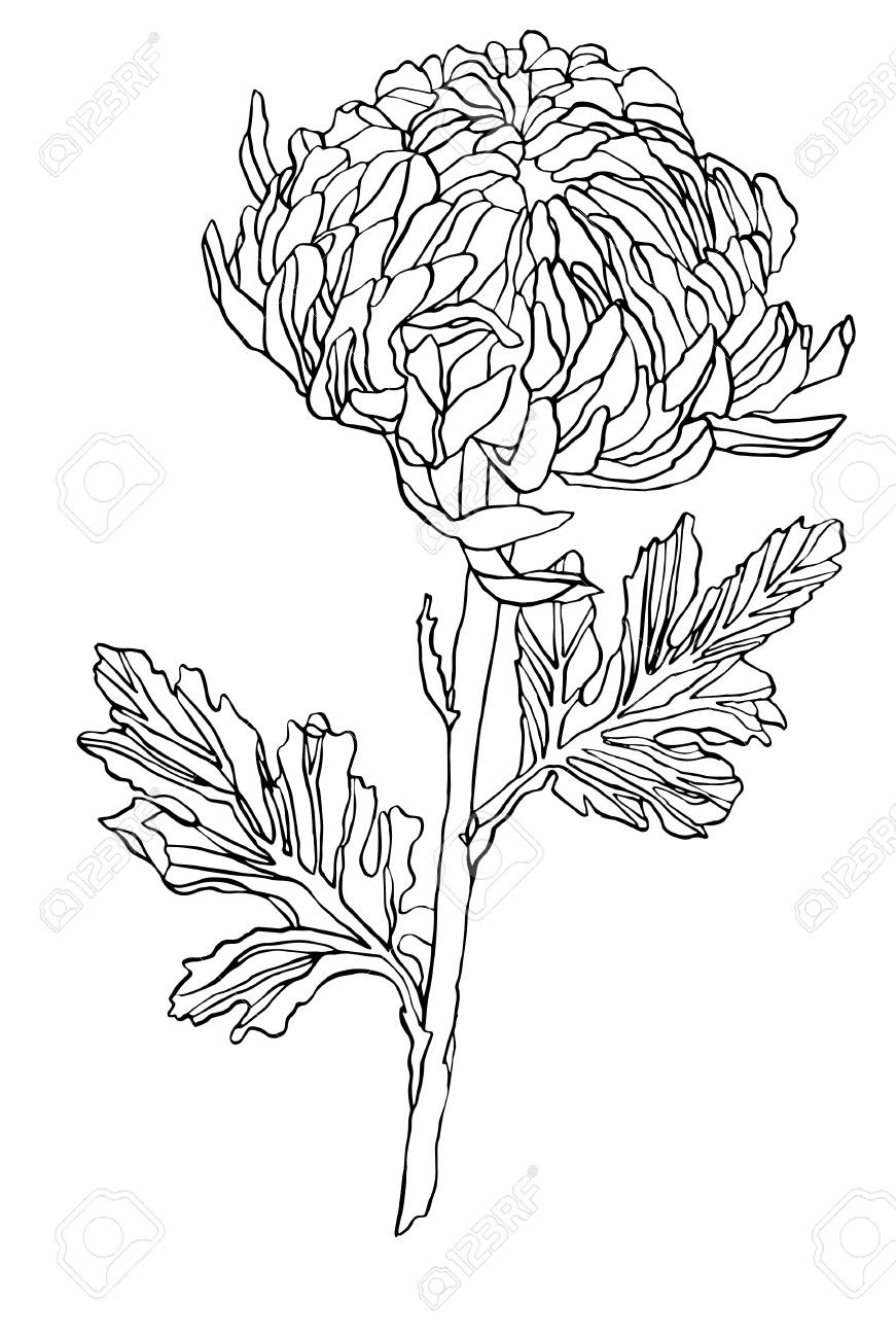 Decorative Ink Drawing Chrysanthemum Flower Stock Photo Picture And Royalty Free Image Image