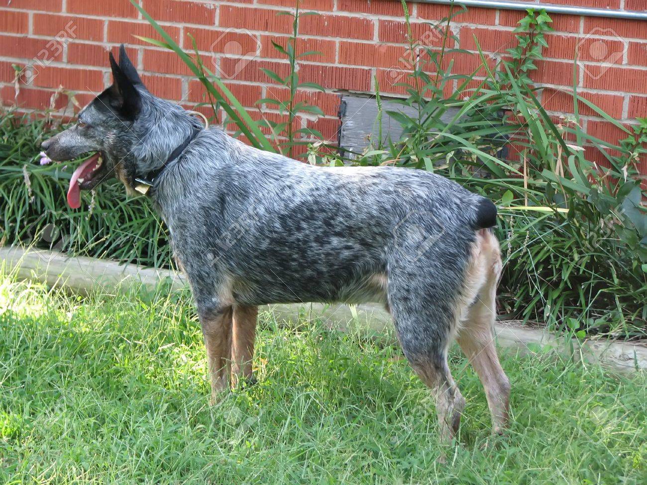 australian shepherd queensland heeler australian shepherd blue heeler on guard stock photo picture and australian shepherd queensland heeler australian shepherd blue heeler on guard stock photo picture and
