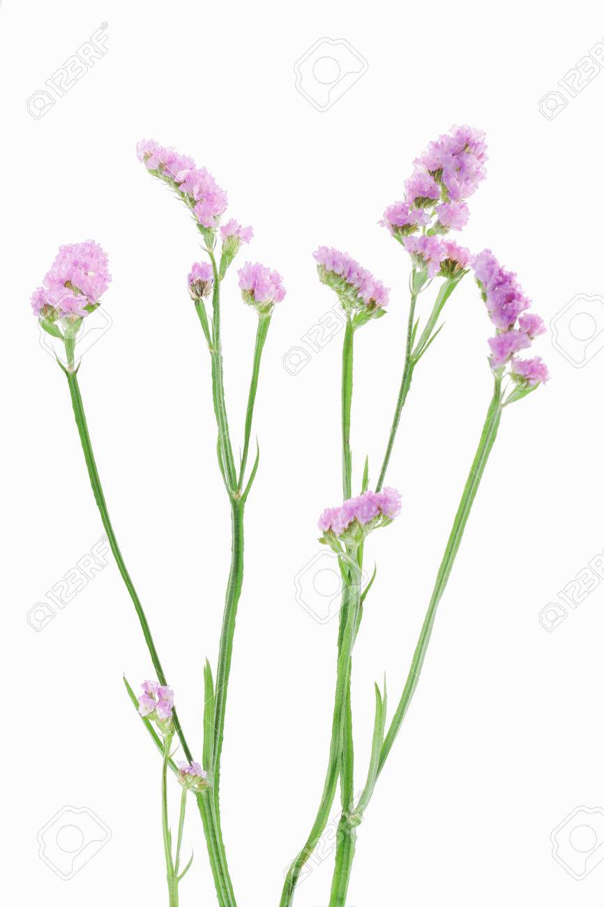 Purple Statice Flowers Isolated On White Background Stock Photo Picture And Royalty Free Image Image