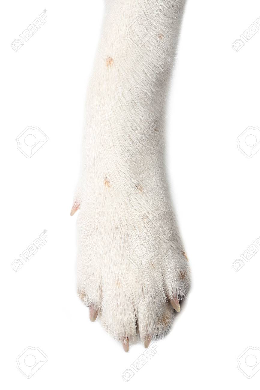 Dog Paw Isolate On White Background Stock Photo Picture And Royalty Free Image Image 36670654
