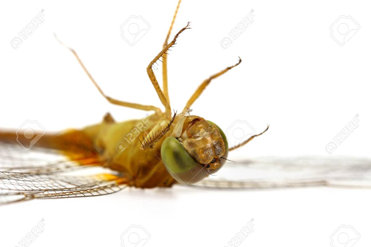 etiam-dictum-ipsum-a-felis