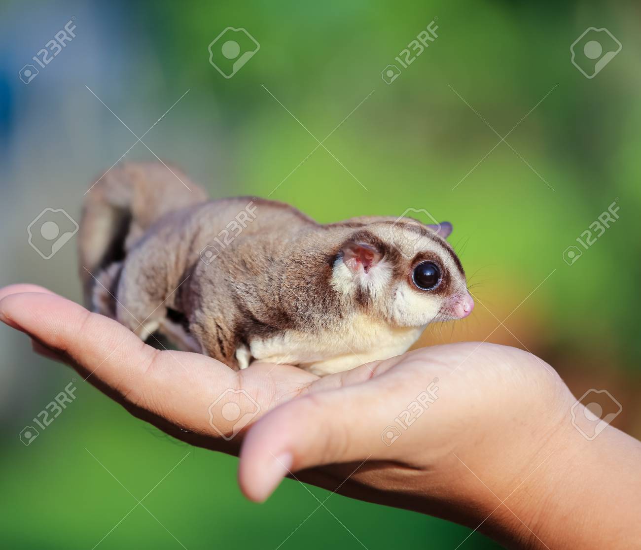 etiam-dictum-ipsum-a-felis