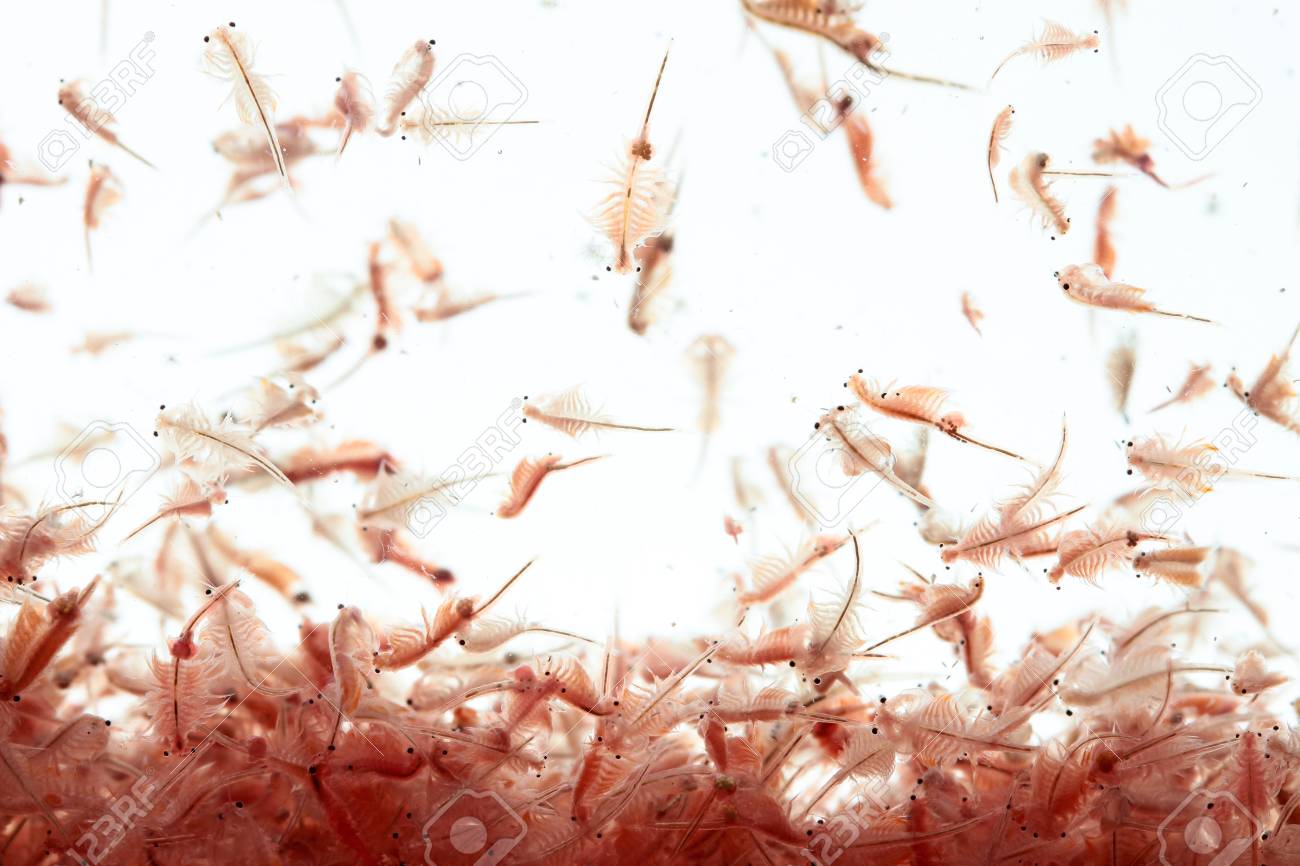 Ракообразные artemia salina. Морские рачки артемии. Цисты артемии. Рачок артемия салина. Жаброногие рачки артемии.