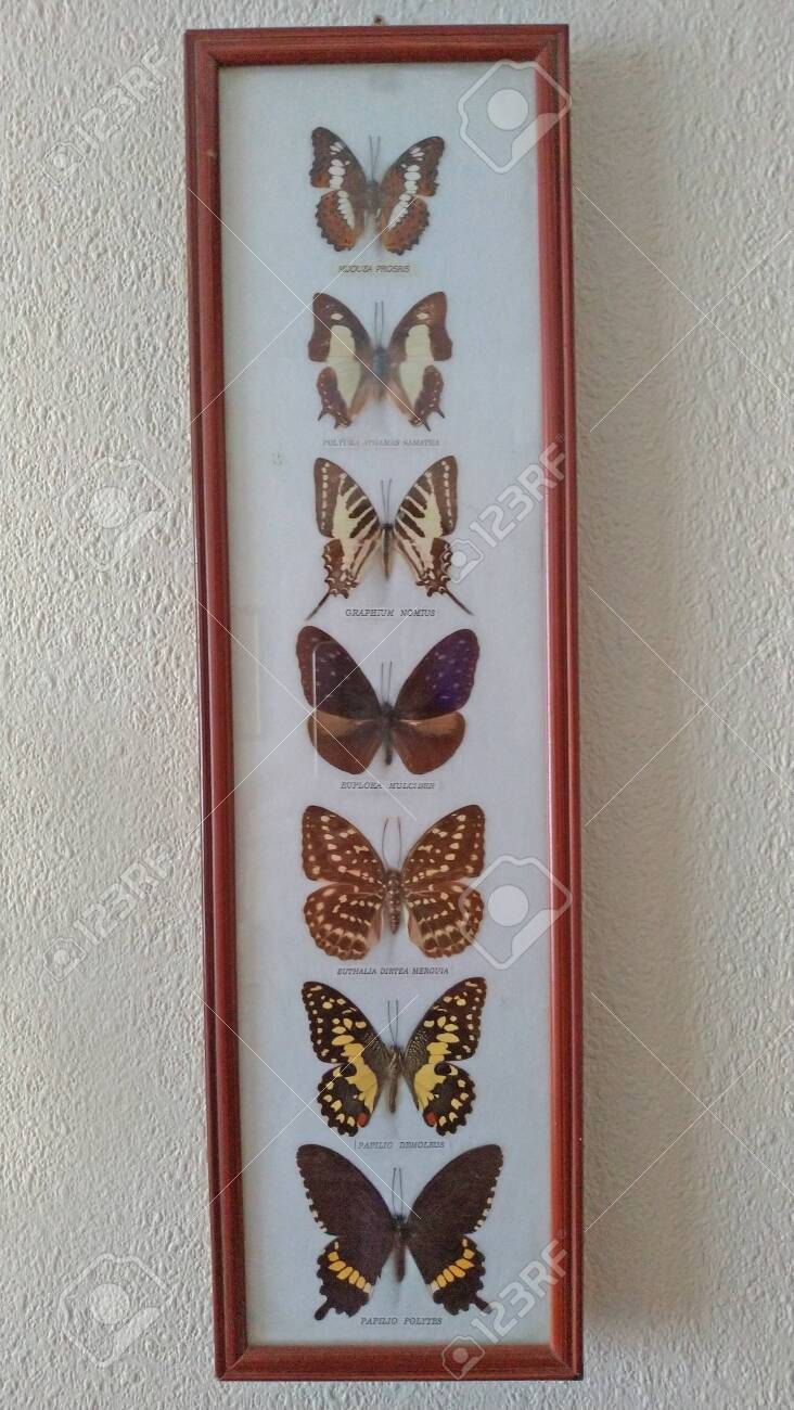 Beautiful Collection Of Dried Butterflies In The Frame Stock Photo Picture And Royalty Free Image Image 125600708