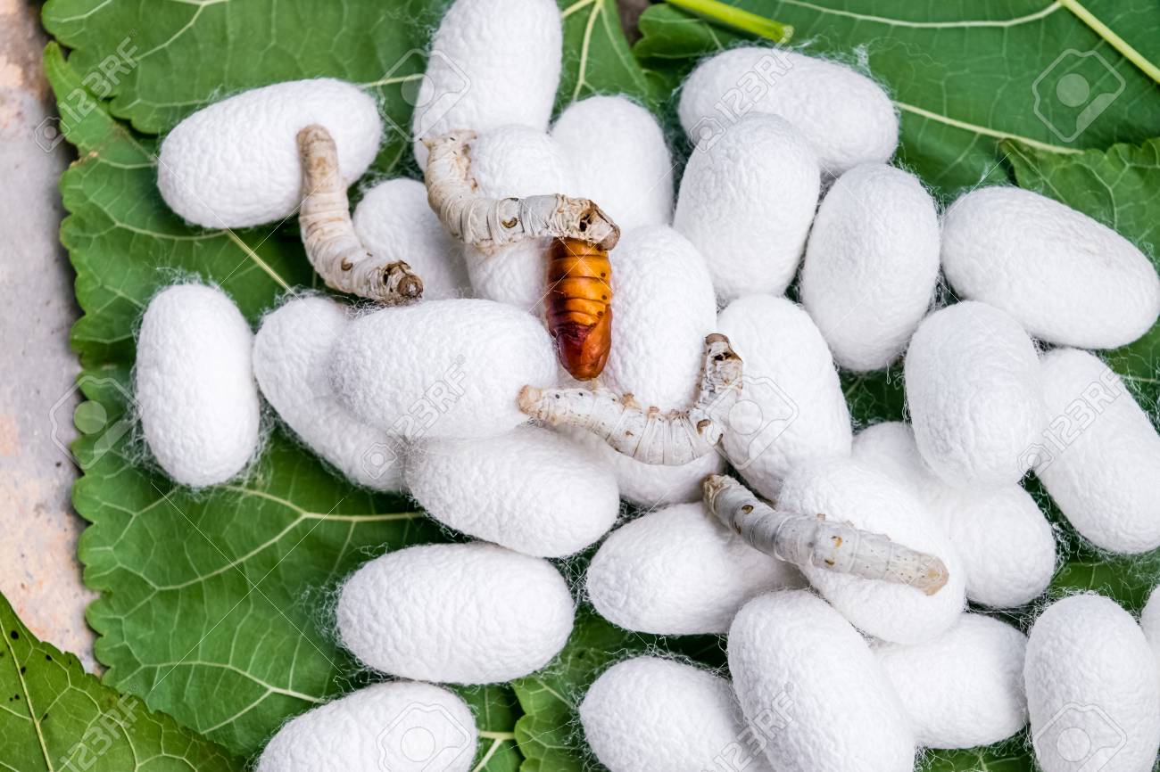 Silk Cocoon With Pupa On Leaf Mulberry In Farm Stock Photo Picture And Royalty Free Image Image