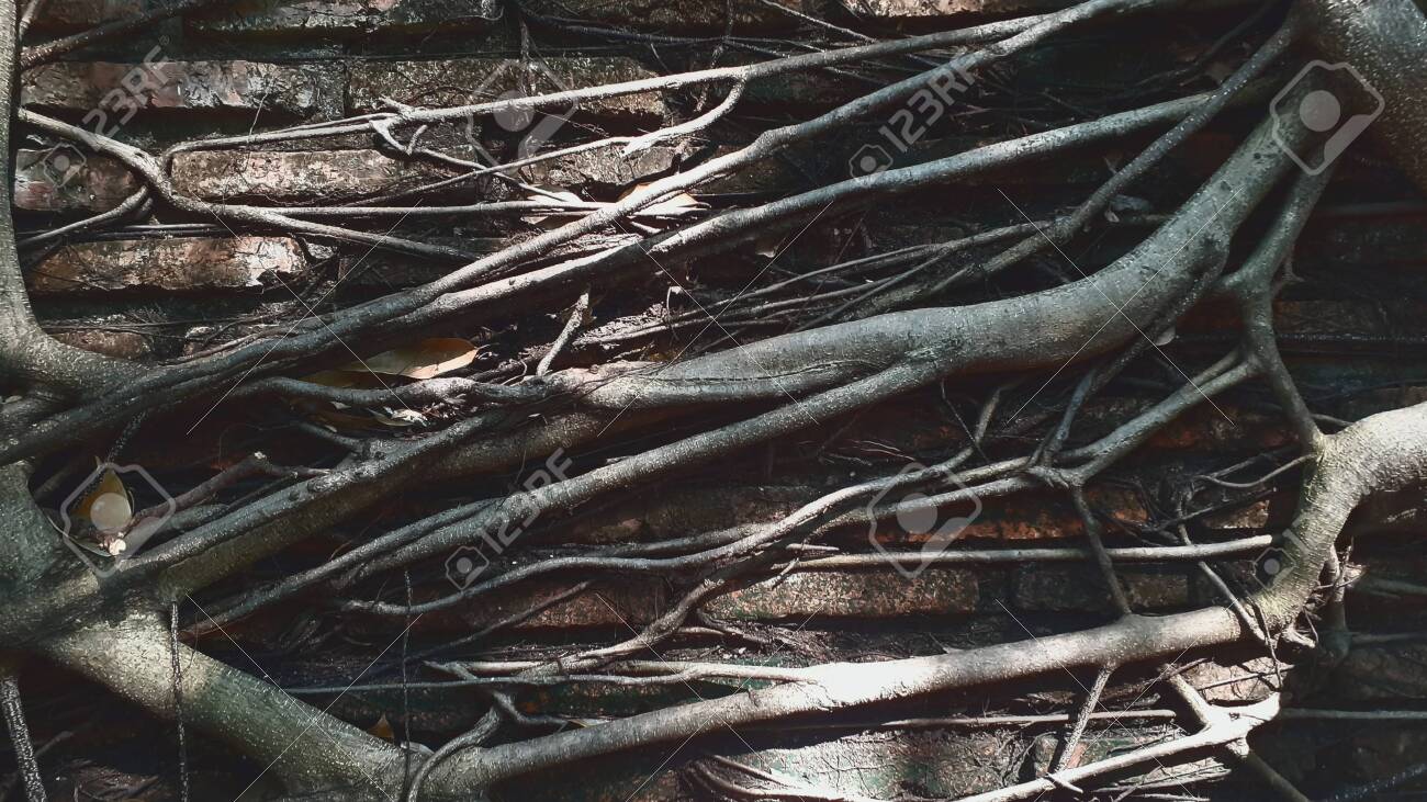 etiam-dictum-ipsum-a-felis