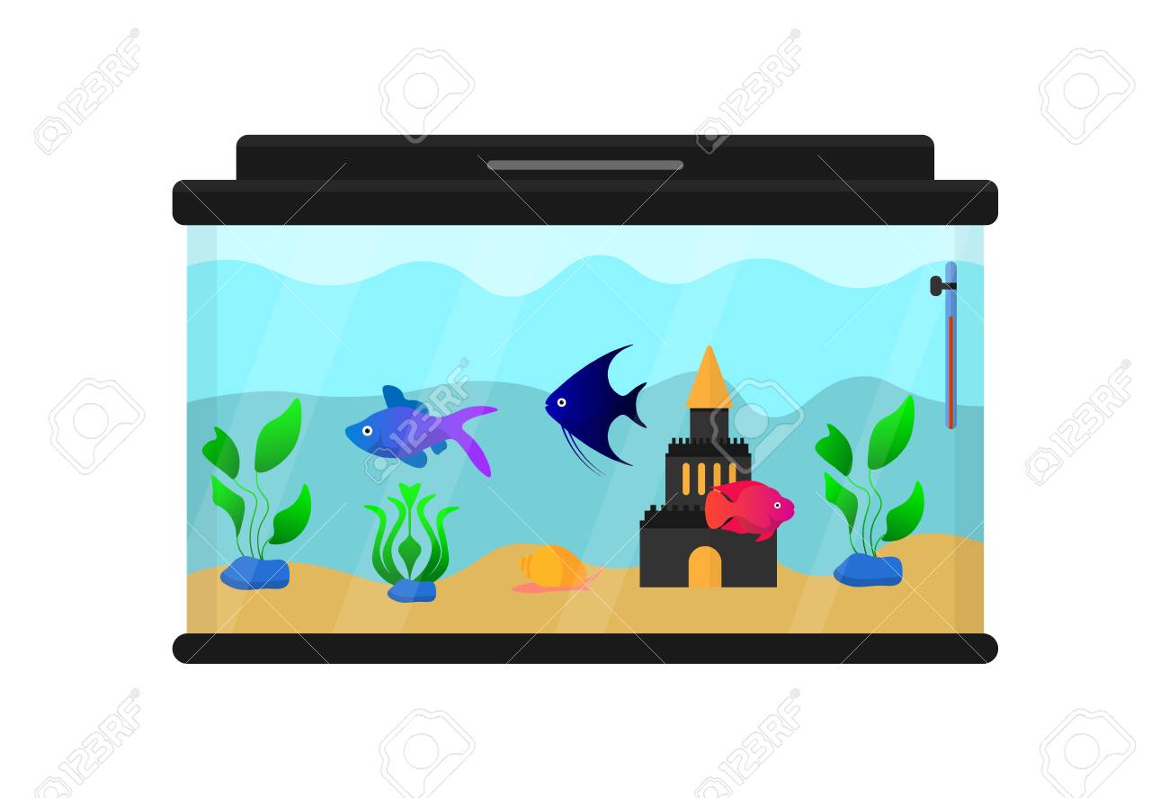 aquarium with fish plants