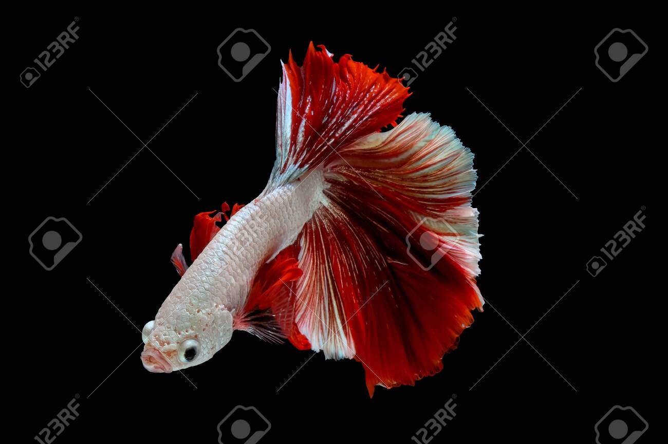 betta white fish