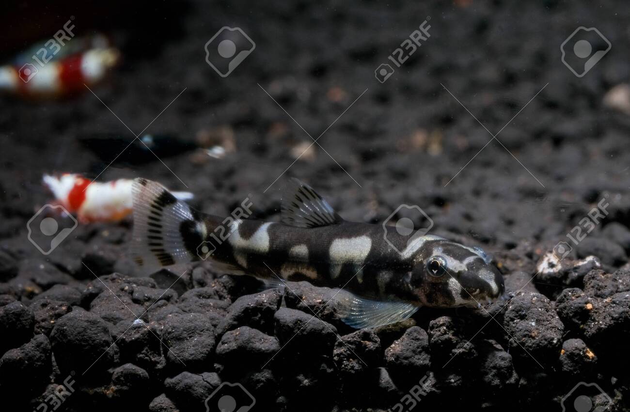 dwarf algae eating fish