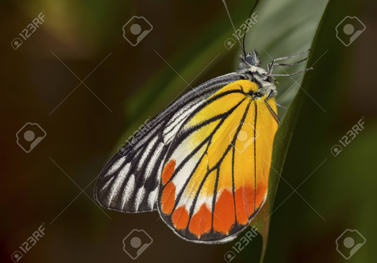 etiam-dictum-ipsum-a-felis