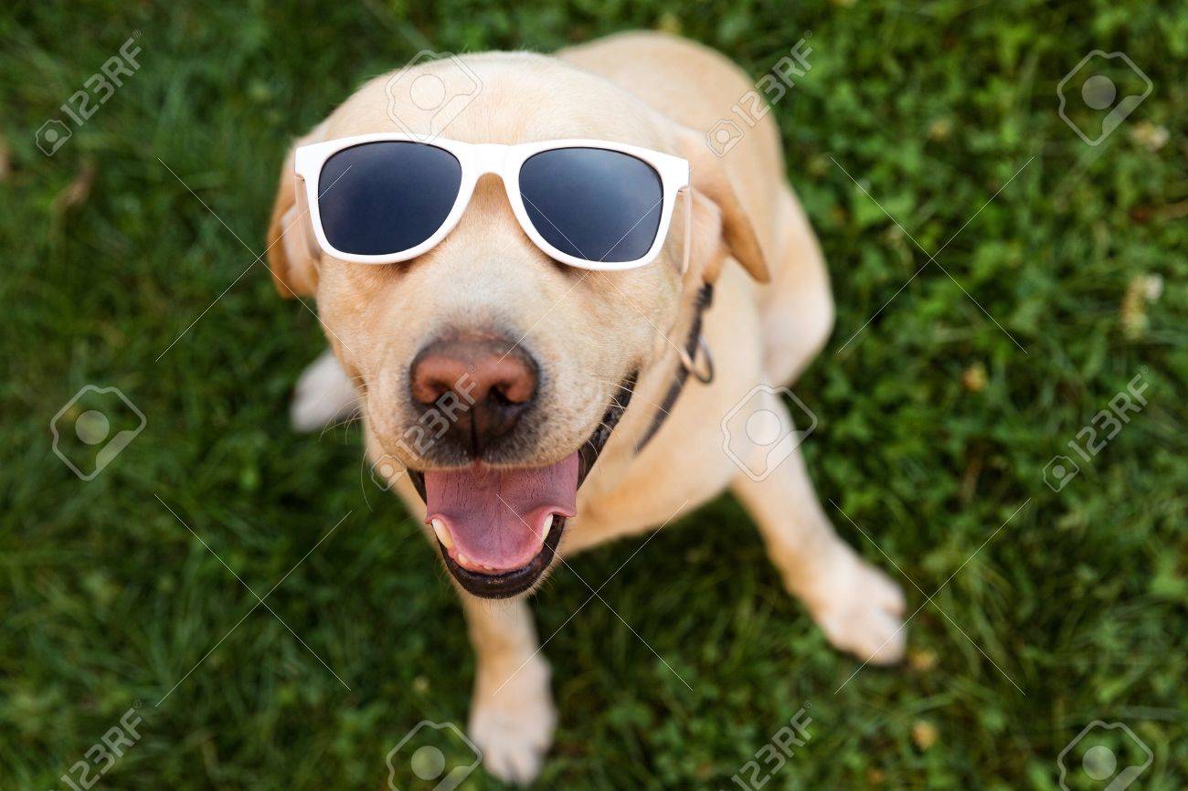 labrador sunglasses