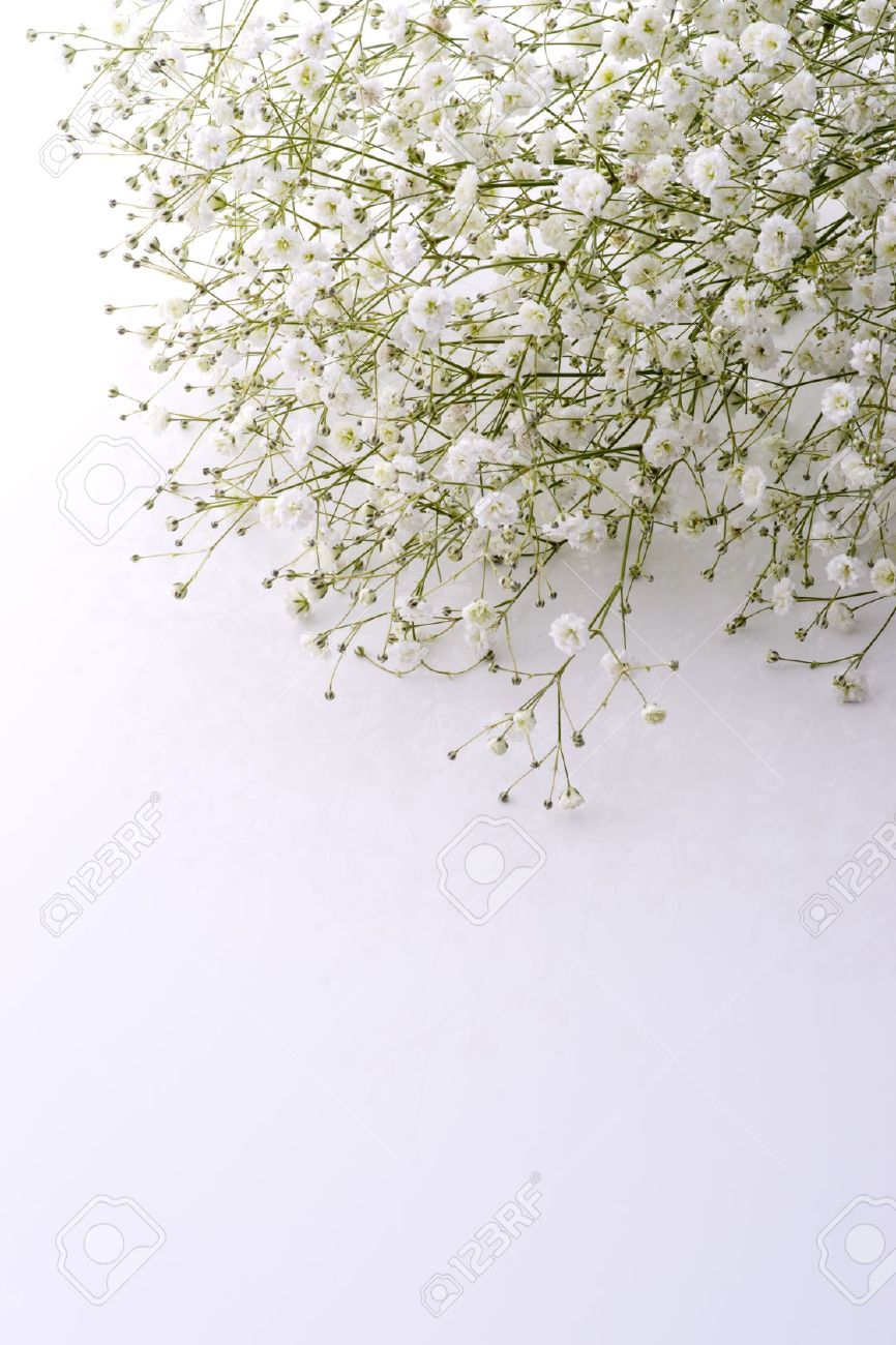 Le Souffle Du Bebe Fleurs En Arriere Plan Blanc Banque D Images Et Photos Libres De Droits Image