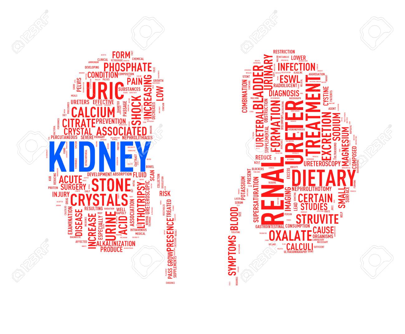 illustration of kidney shape wordcloud word tags presenting kidney