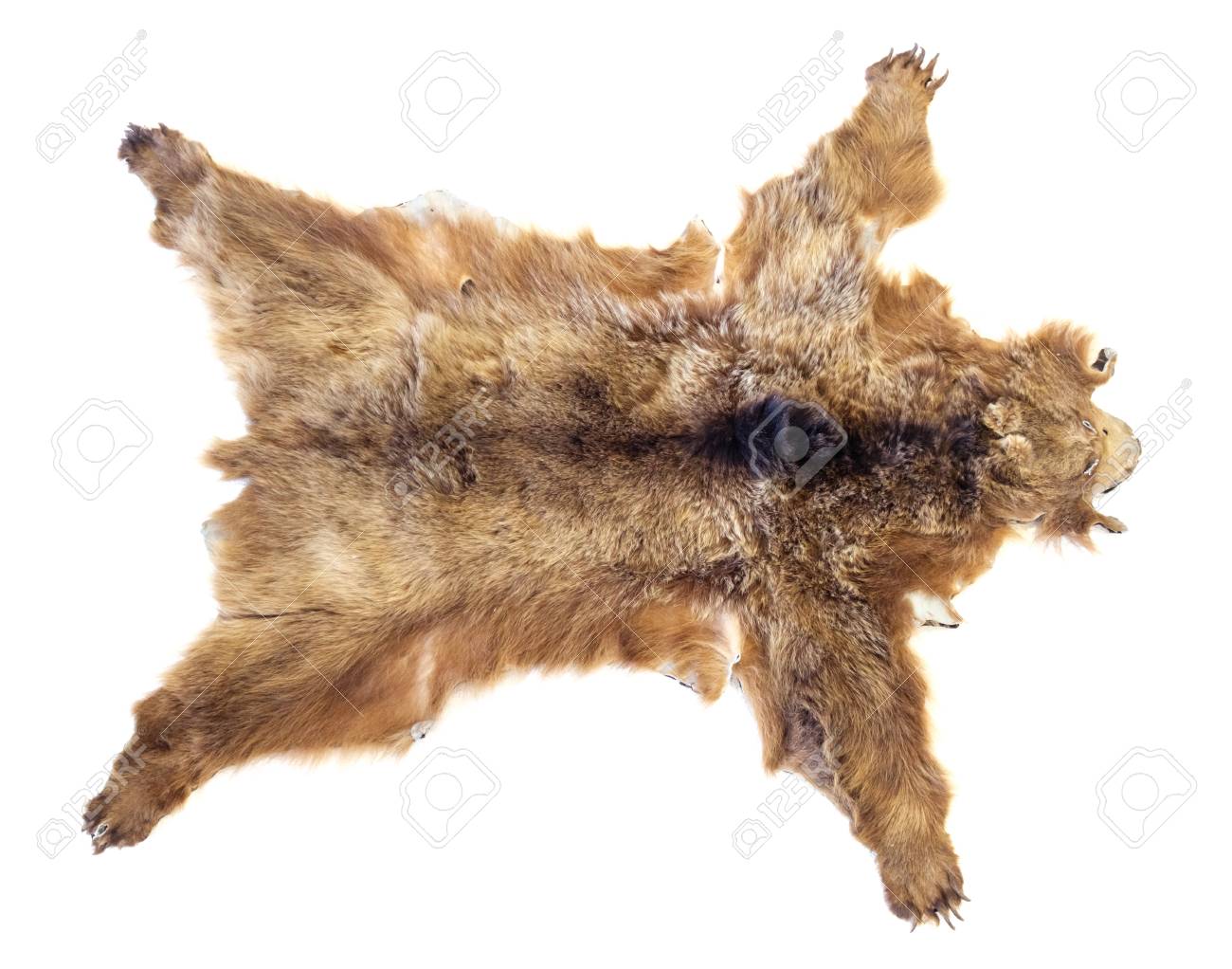 etiam-dictum-ipsum-a-felis