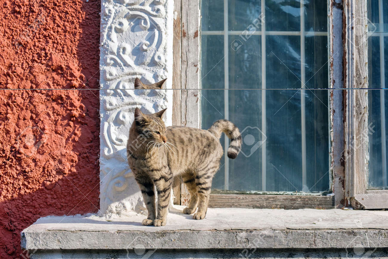etiam-dictum-ipsum-a-felis