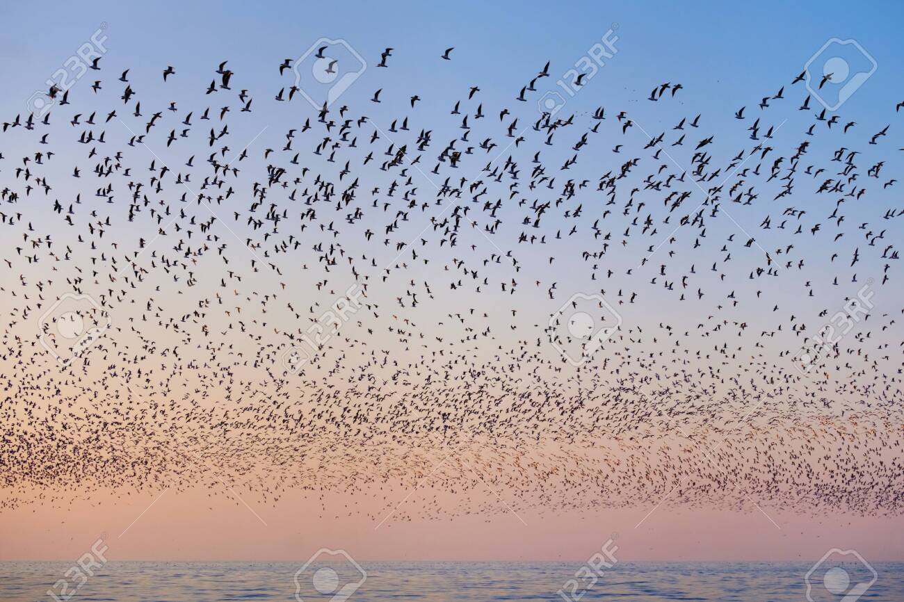 Flock of flying seagulls over the blue sea in the pink sunset sky - 154003031 Flock of flying seagulls over the blue sea in the pink sunset sky - 154003031