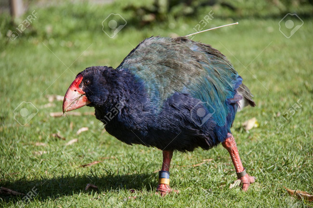 聖域で ニュージーランドのネイティブの鳥タカヘ の写真素材 画像素材 Image 聖域で ニュージーランドのネイティブの鳥タカヘ の写真素材 画像素材 Image