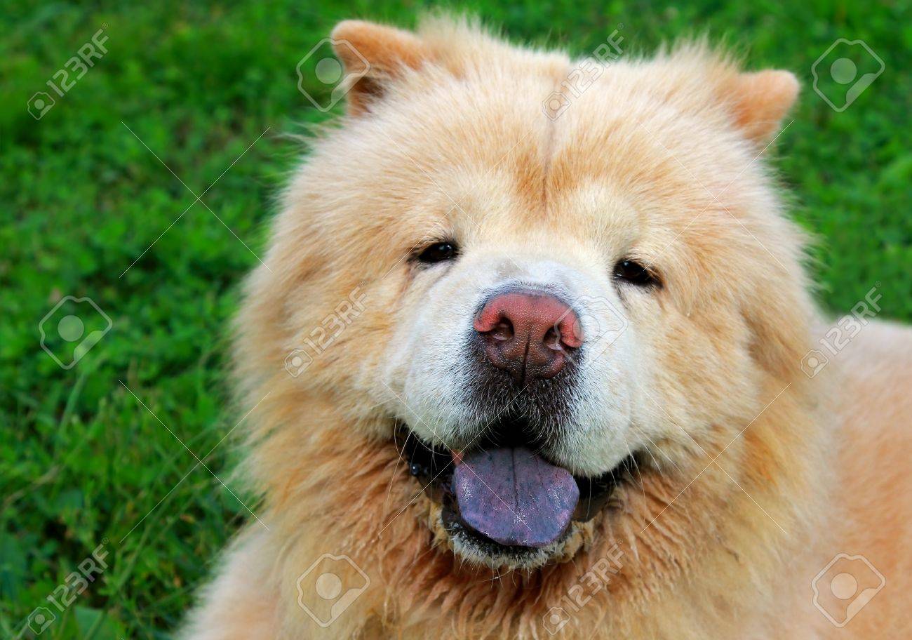 緑の夏に黒舌でチャウチャウ犬のクローズ アップ肖像草屋外背景 の写真