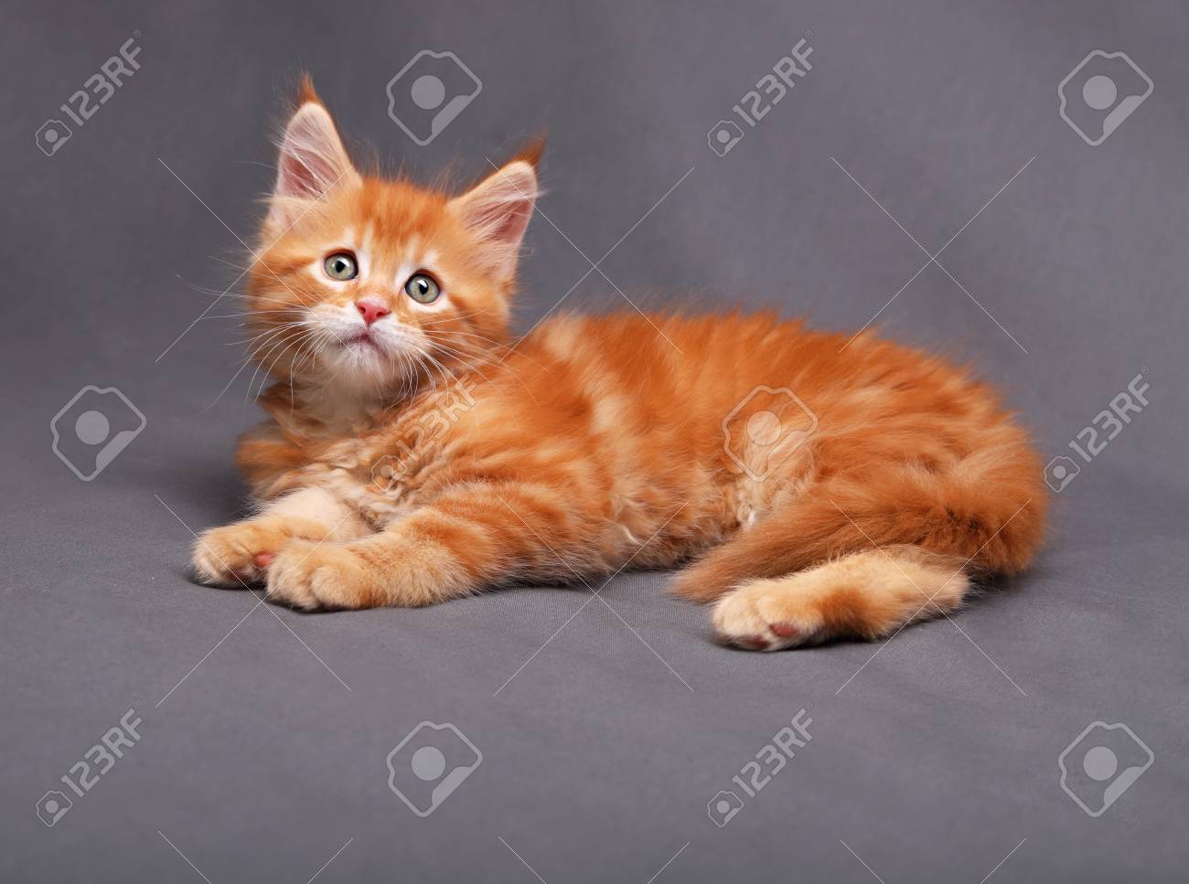Red Solid Maine Coon Kitten Lying With Relaxing Look With Beautiful Brushes On The Ears On Grey Background Stock Photo Picture And Royalty Free Image Image