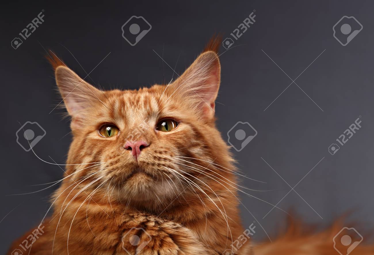 Chat Maine Coon Rouge Male Solide Avec De Beaux Brosses Sur Les Oreilles Avec Un Regard Serieux Curieux Sur Fond Gris Closeup Portrait De Contraste Banque D Images Et Photos Libres De Droits