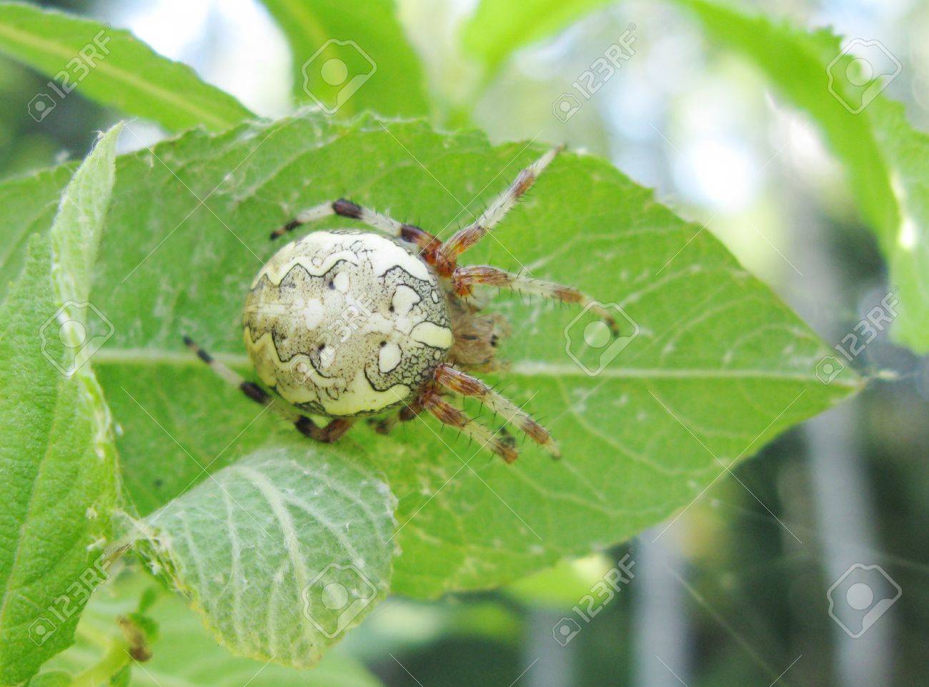 彼の背中に十字架の印と白いくも の写真素材 画像素材 Image