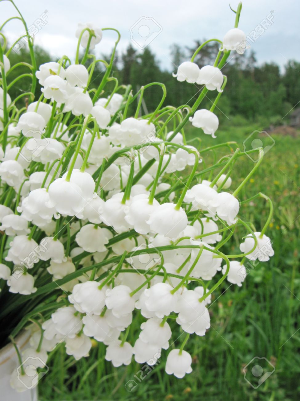 Image result for lily of the valley white