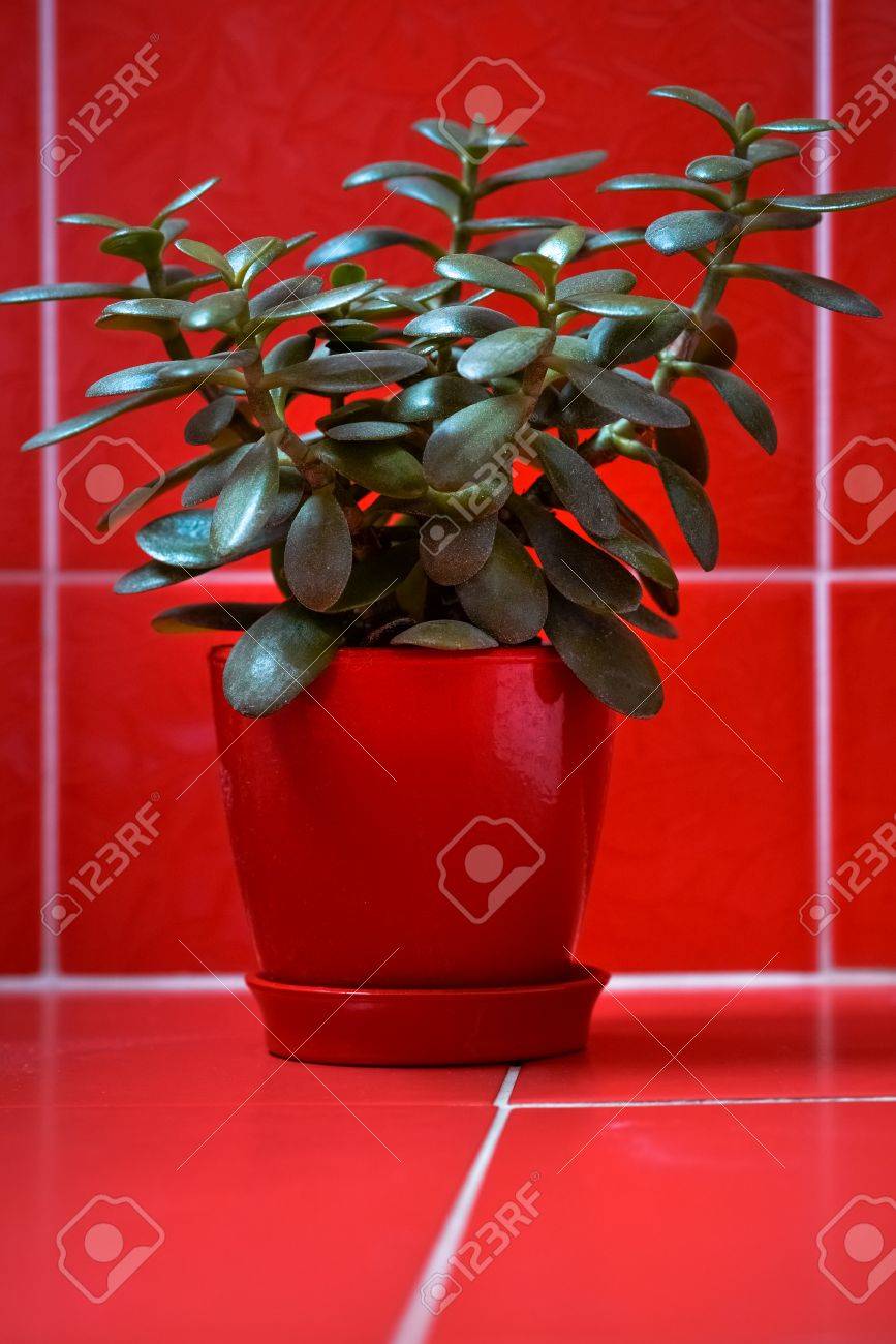 金のなる木 クラッスラ属 と赤グリーンの背景に赤い植木鉢でアロエベラ植物テクスチャ赤いタイルの背景に赤い花瓶 の写真素材 画像素材 Image