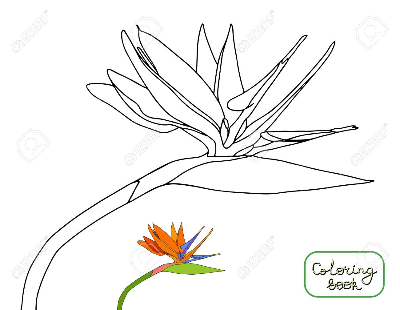 Coloring Book Strelitzia Reginae Tropical Flowers Isolated On White Background Outline And Colored Vector Stock Illustration Plant Known As Crane Flowers Bird Of Paradise Anti Stress Coloring Page Royalty Free Cliparts Vectors And