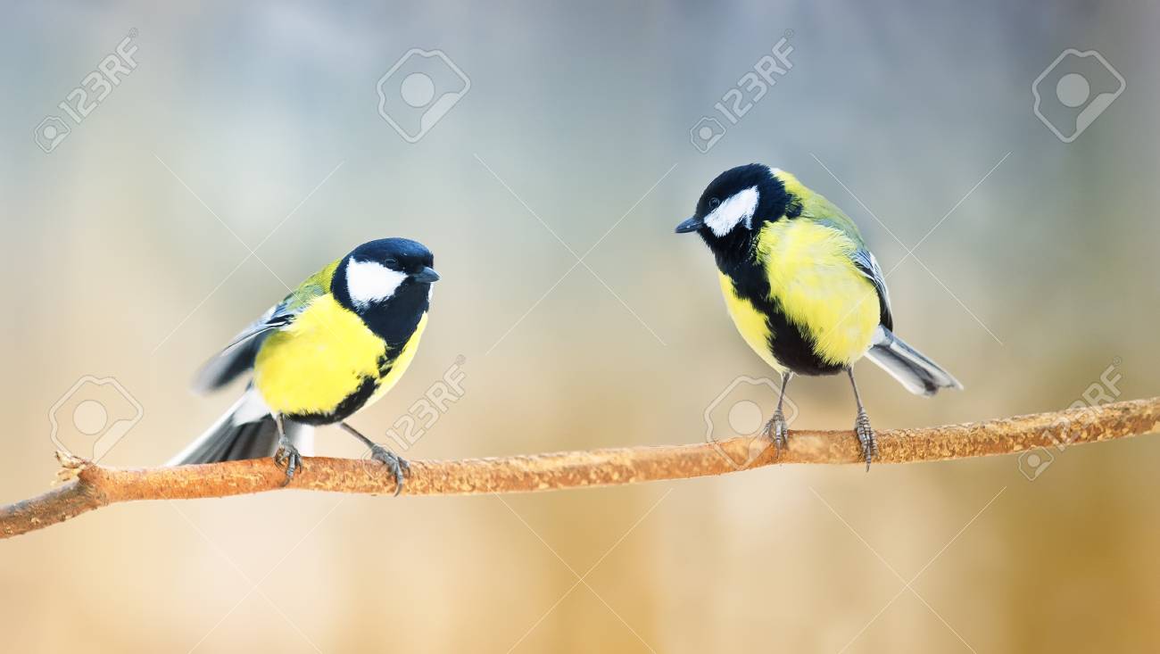 Two Beautiful Tits And A Branch In The Forest Looking At Each Other Stock  Photo, Picture and Royalty Free Image. Image 71228832.