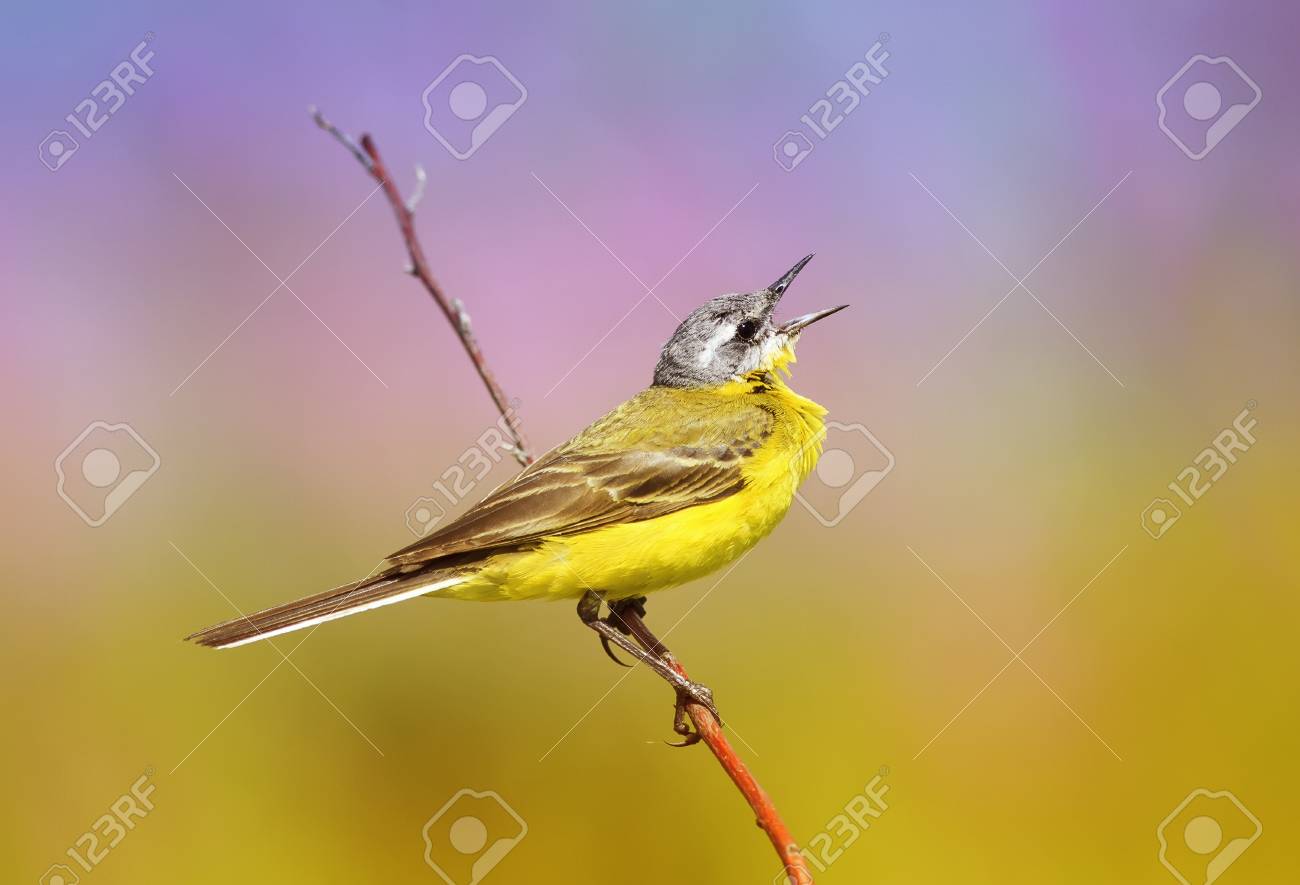 Loiseau Dété Est Le Wagtail Jaune Qui Chante Tout En étant Assis Sur Une Prairie Ensoleillée