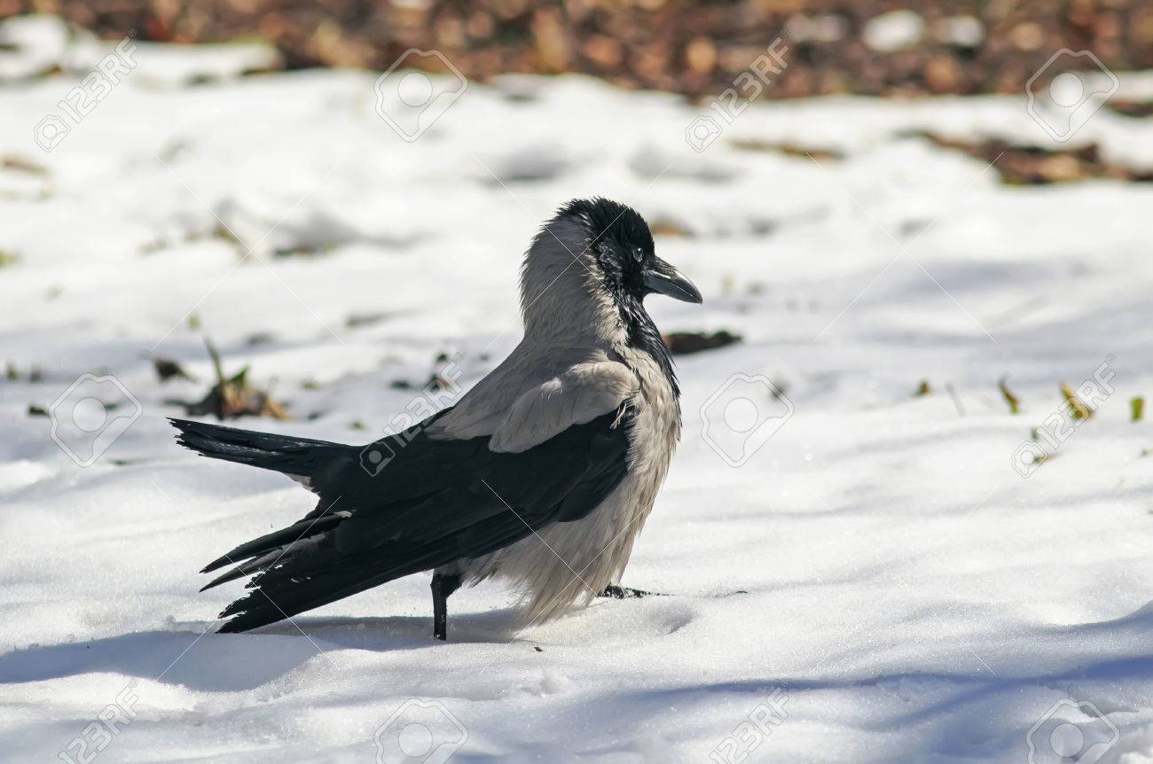 鳥フード付きのカラス強い歩深い白い雪のまわりで の写真素材 画像素材 Image