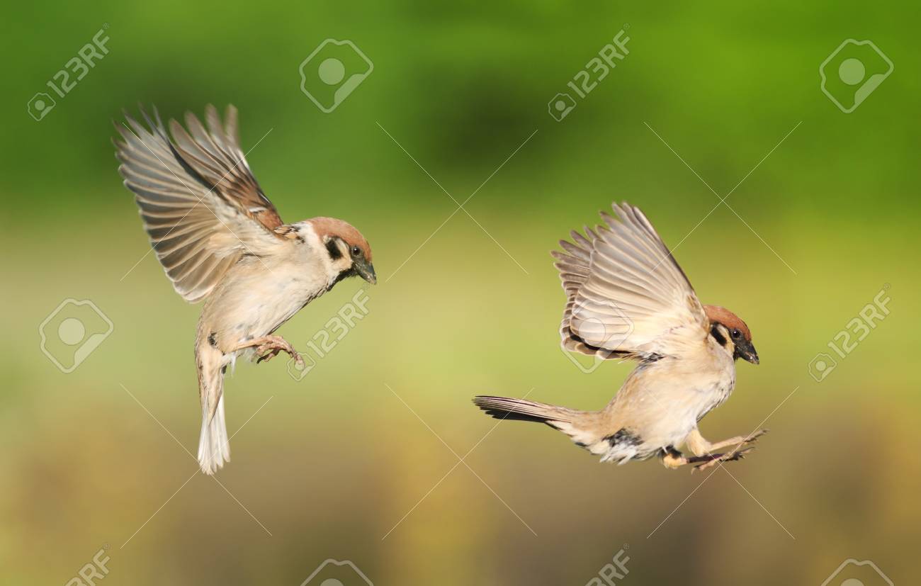 Flying one Clearance