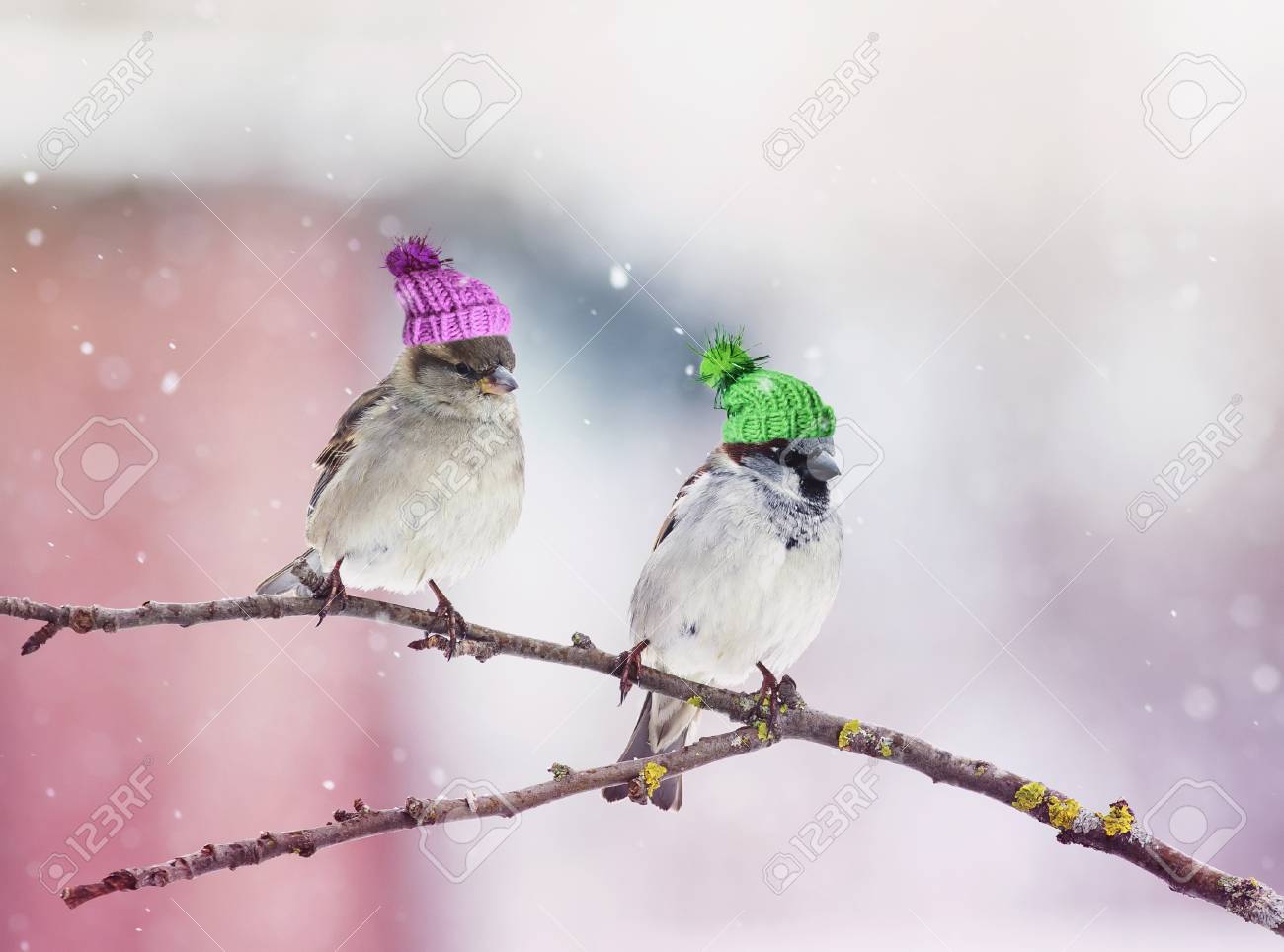 2つのかわいい小鳥スズメは 関連する素晴らしい帽子で庭の木に座って の写真素材 画像素材 Image