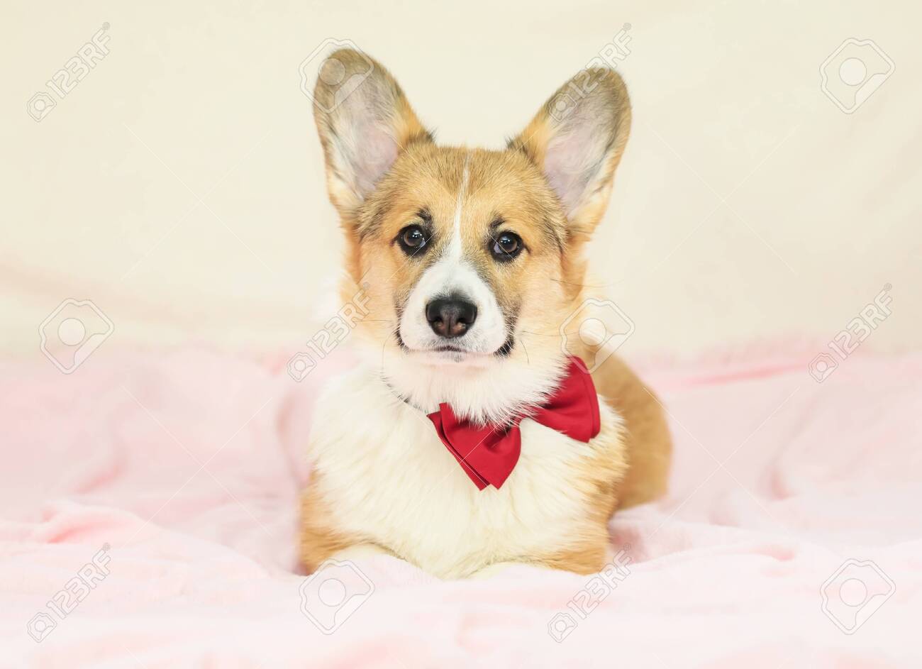 corgi with a bow tie