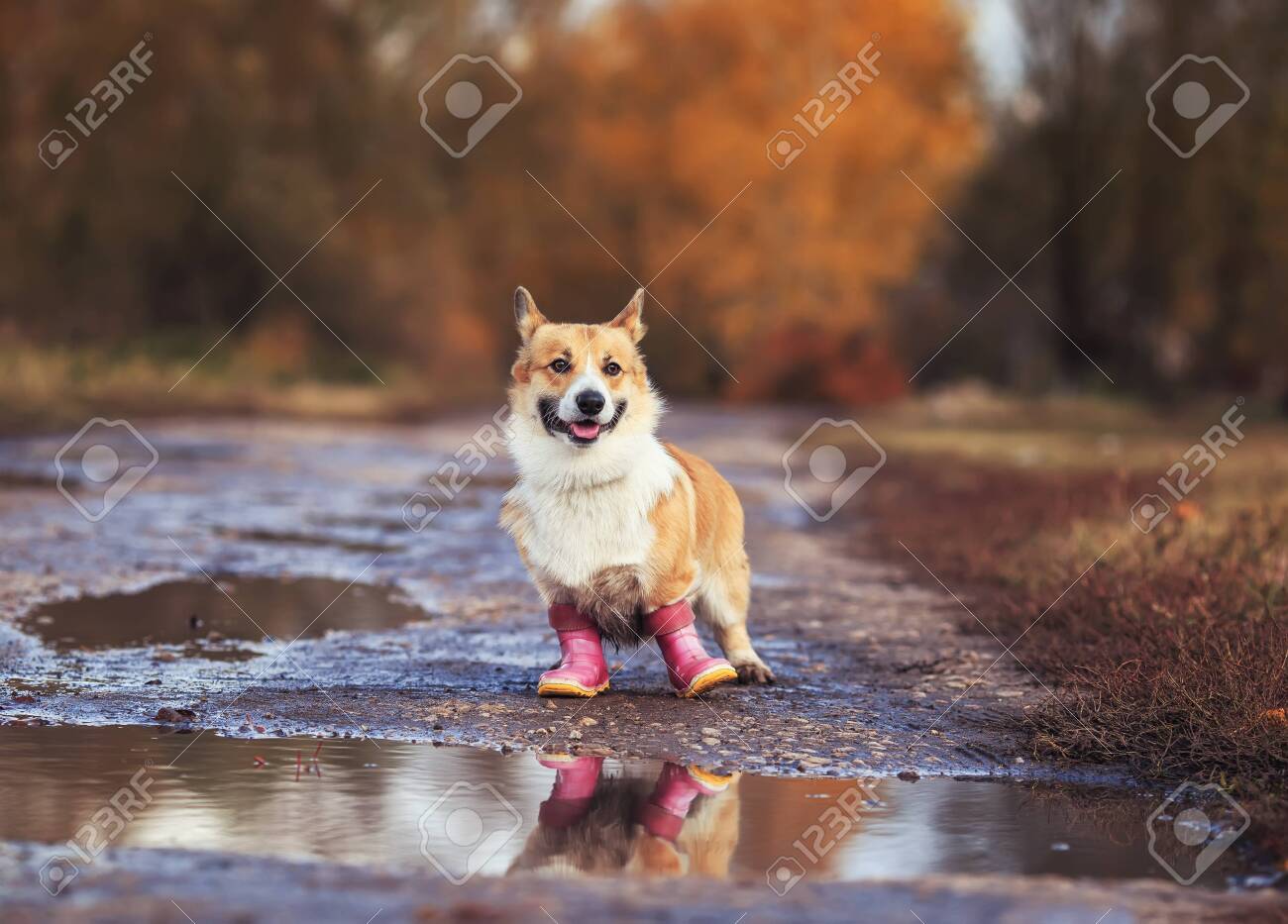 corgi in boots