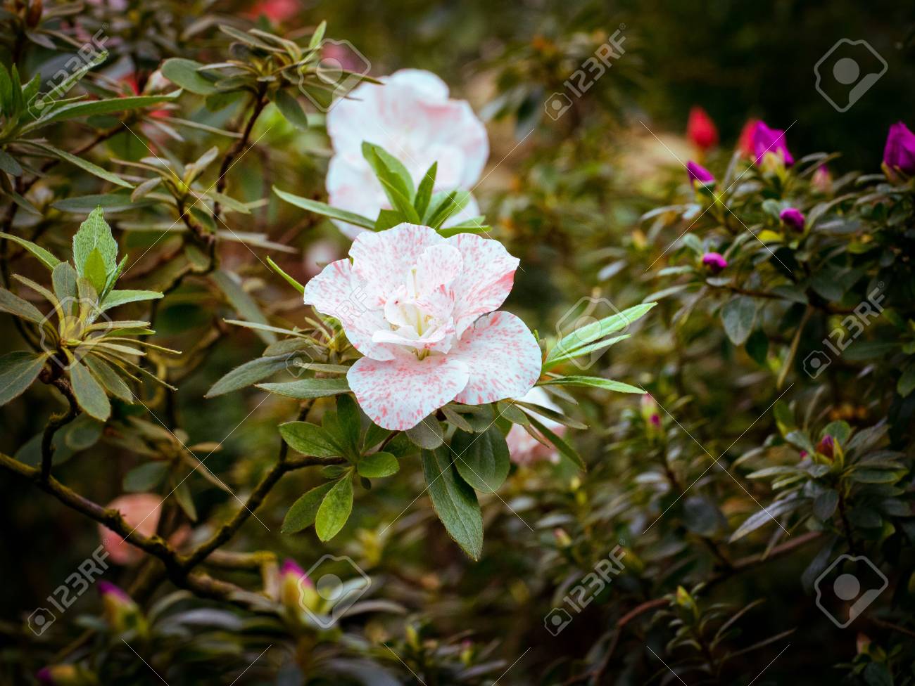 華奢なピンクと白い花のつぼみが ビネットの枝に咲きます シャクナゲ Kaprise の写真素材 画像素材 Image