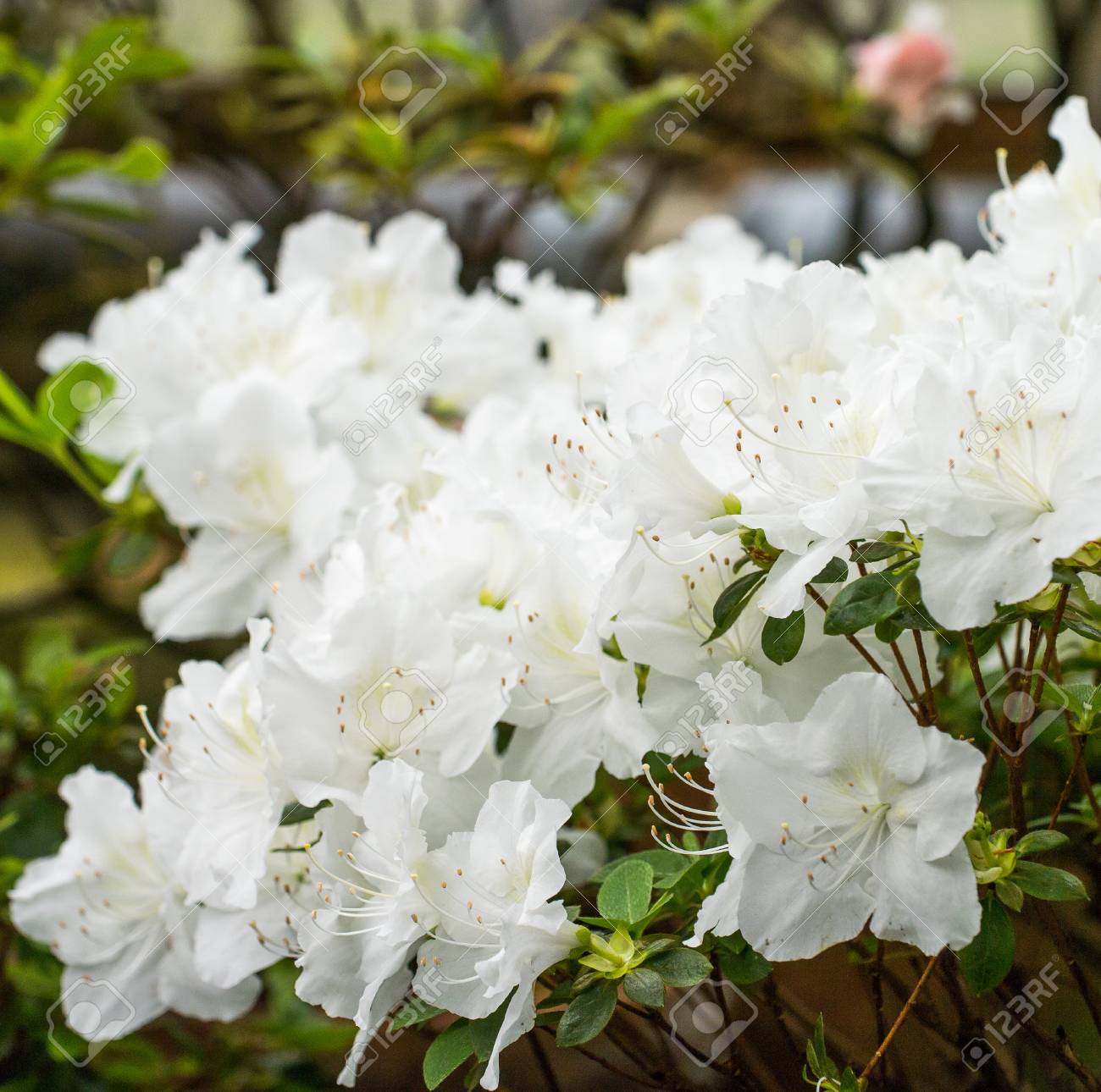 白い花をつけるシャクナゲの緑豊かな広大な枝 の写真素材 画像素材 Image