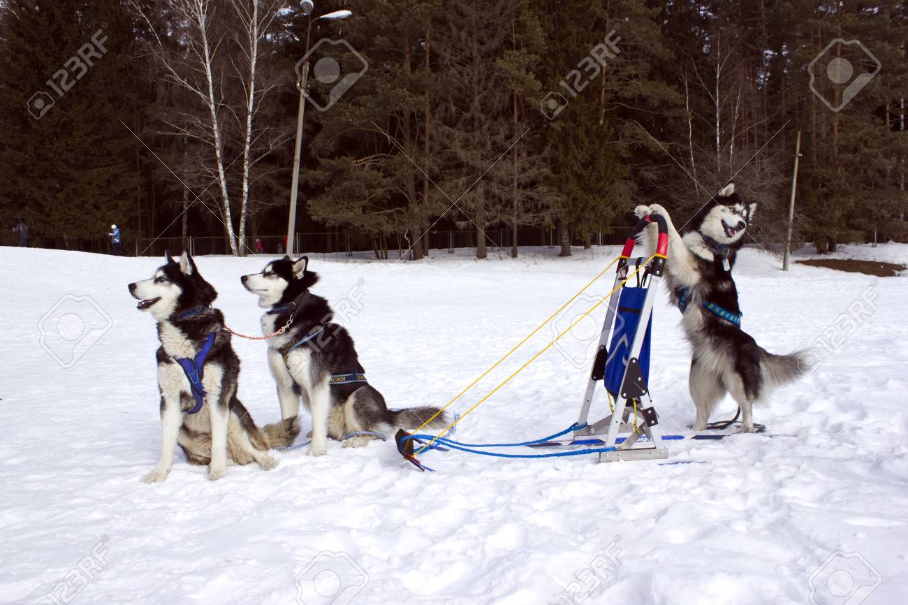 冬 2 匹の犬の頭のハスキー犬が座っています 1 つは そりの後ろに立っています の写真素材 画像素材 Image