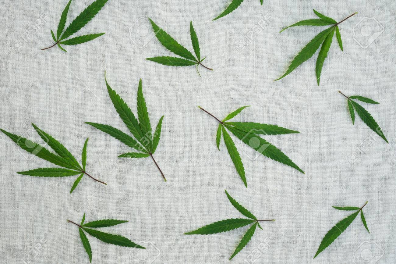 ハンプ キャンバスに大麻の葉 麻製品 農業技術文化 の写真素材 画像素材 Image