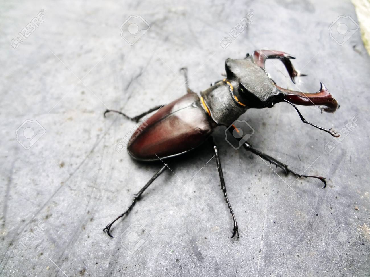 etiam-dictum-ipsum-a-felis