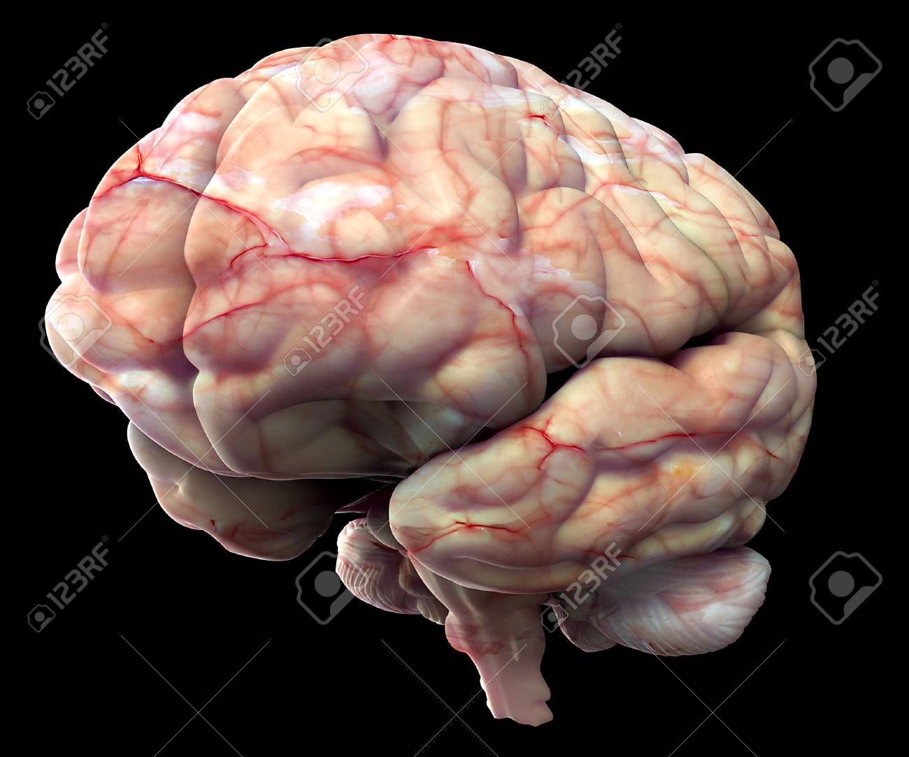 Cerveau Humain Isole Sur Fond Noir Banque D Images Et Photos Libres De Droits Image