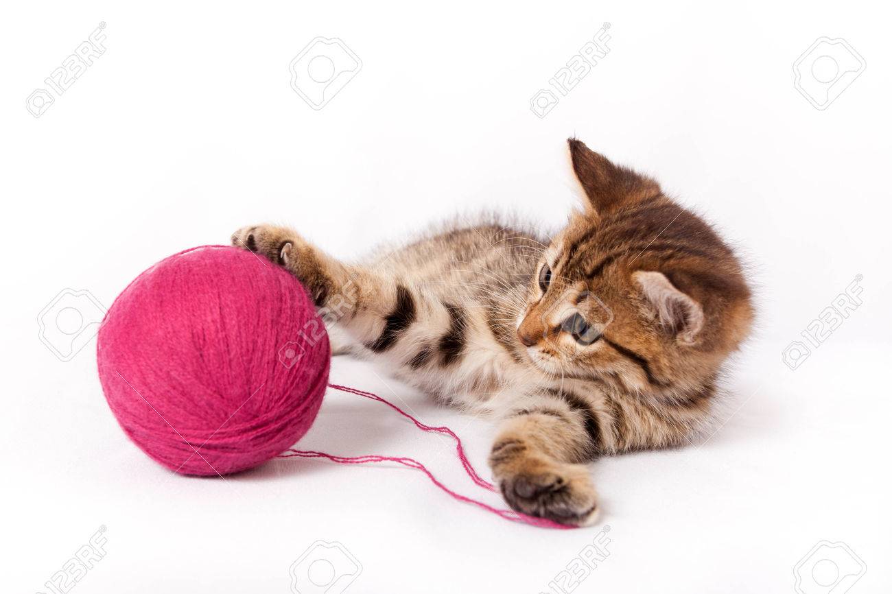 kitten ball of yarn